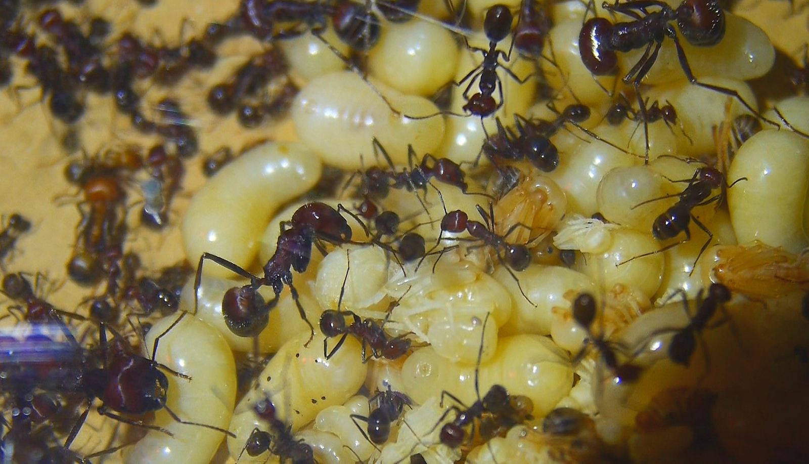 Messor cephalotes Königinnenlarven _1
