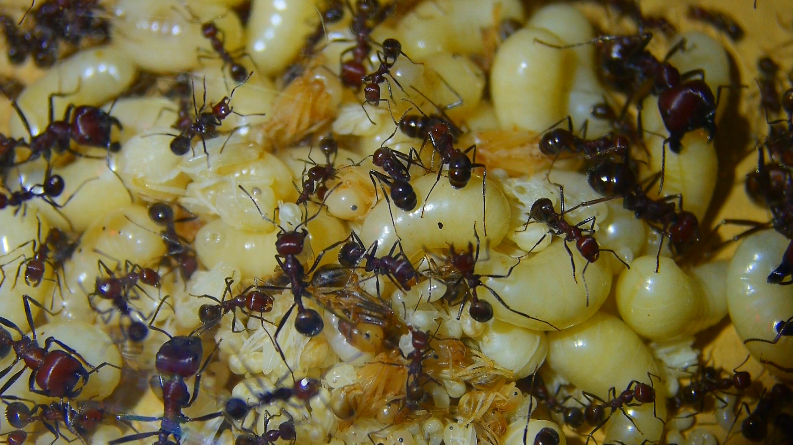 Messor cephalotes Königinnenlarven _2