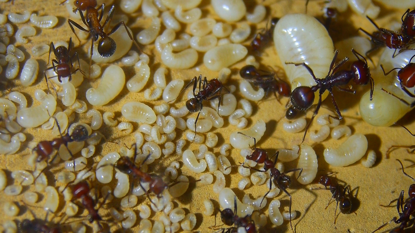 Messor cephalotes Königinnenlarven _3