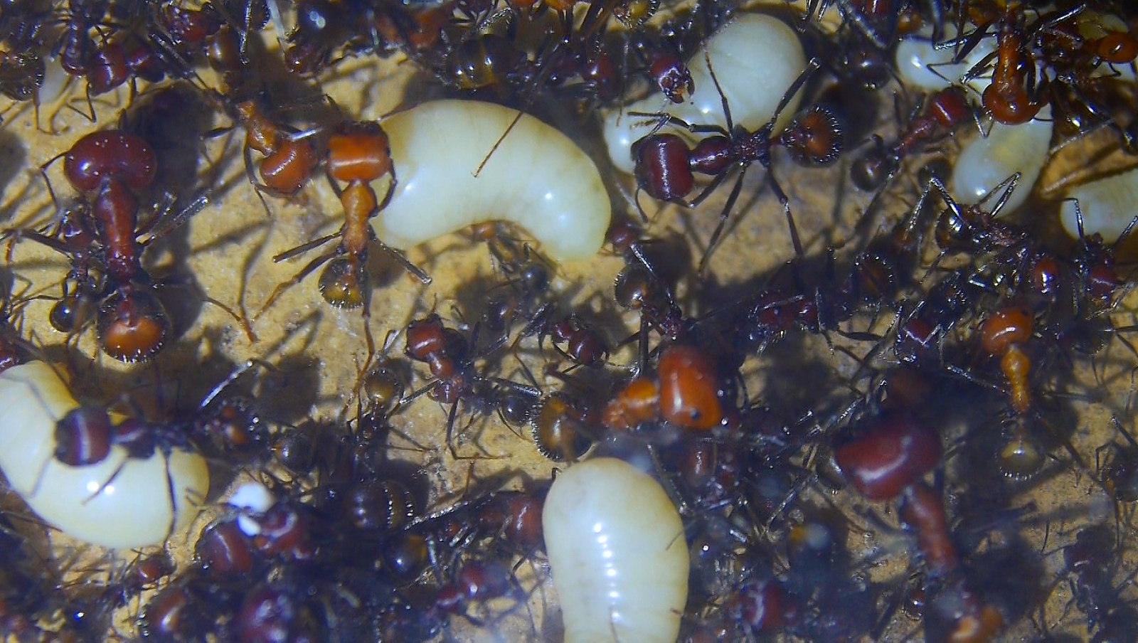 Messor cephalotes Königinnenlarven _4