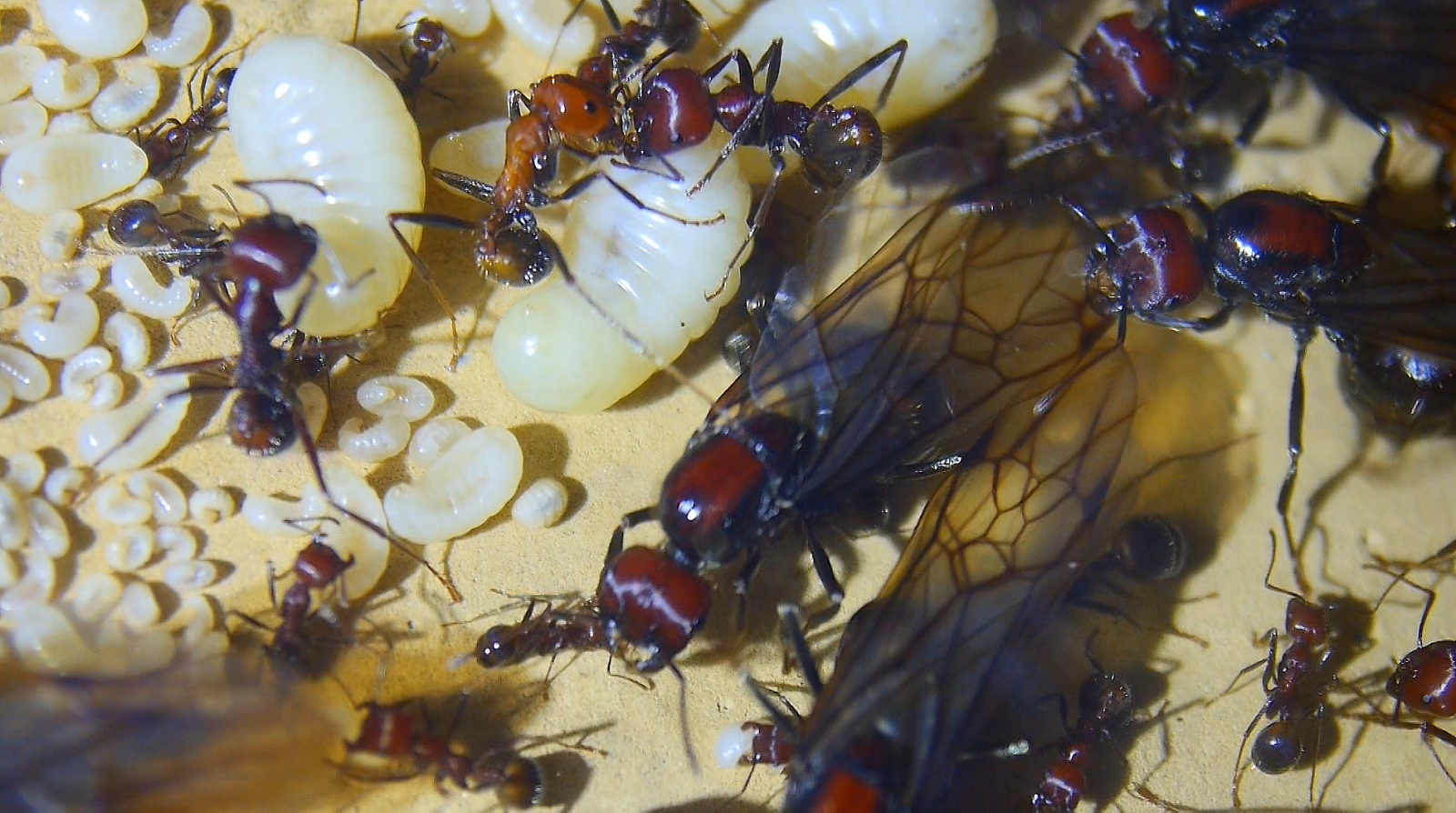 Messor cephalotes Königinnenlarven und Jungköniginnen _1