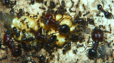 Carebara diversa -3