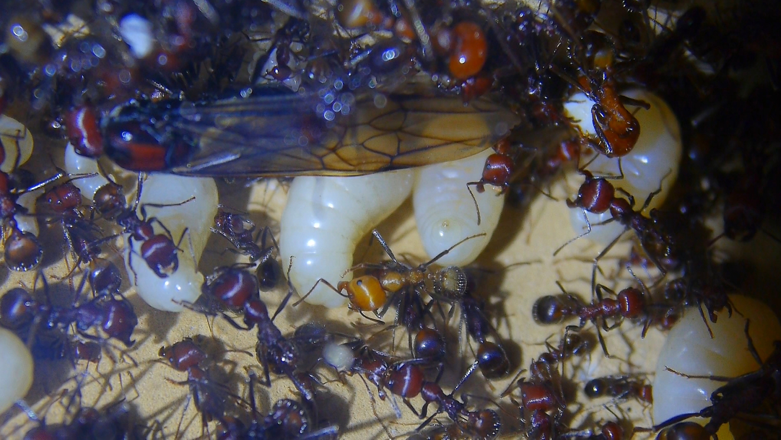 Messor cephalotes Königinnenlarven und Jungköniginnen _2