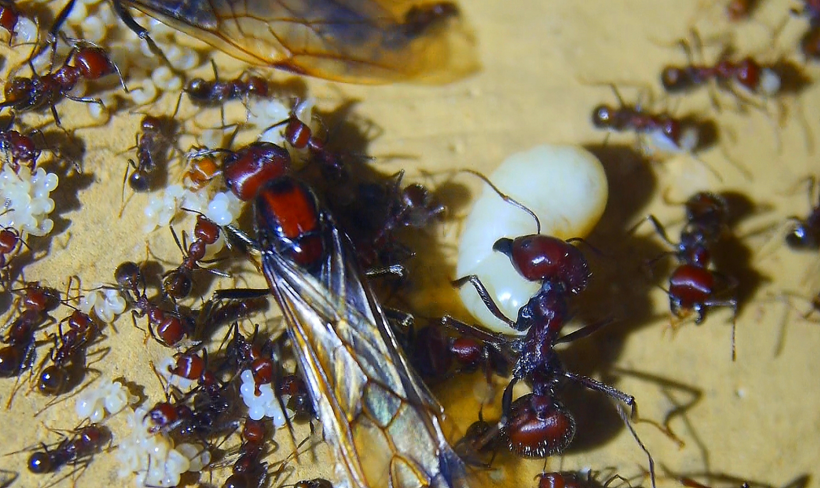 Messor cephalotes Königinnenlarven und Jungköniginnen _3