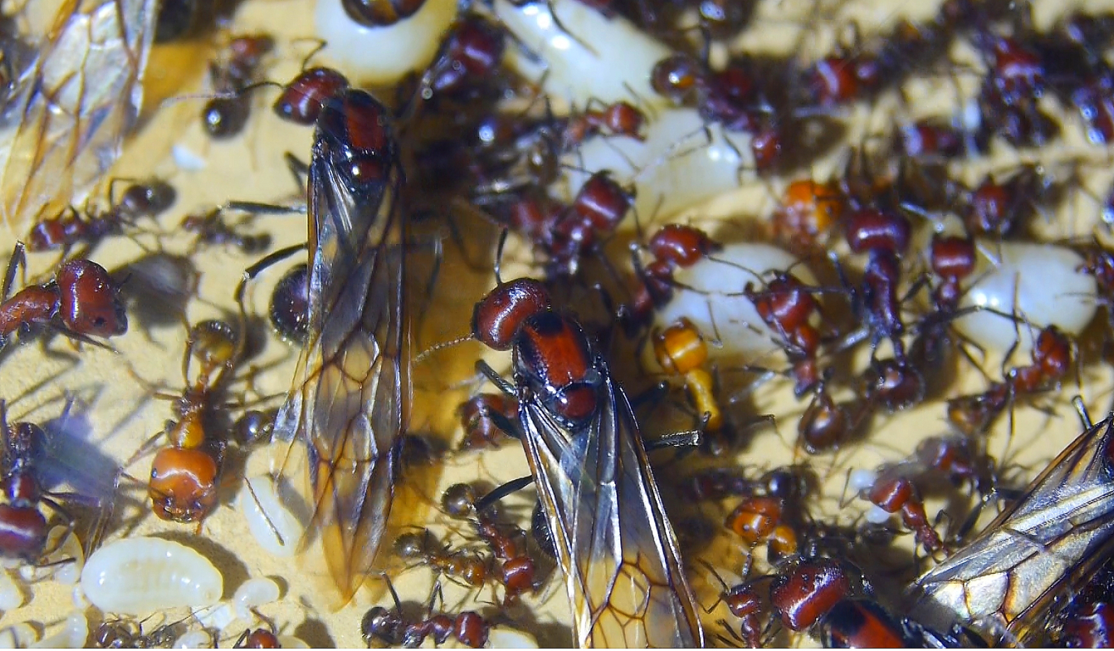 Messor cephalotes Königinnenlarven und Jungköniginnen _4