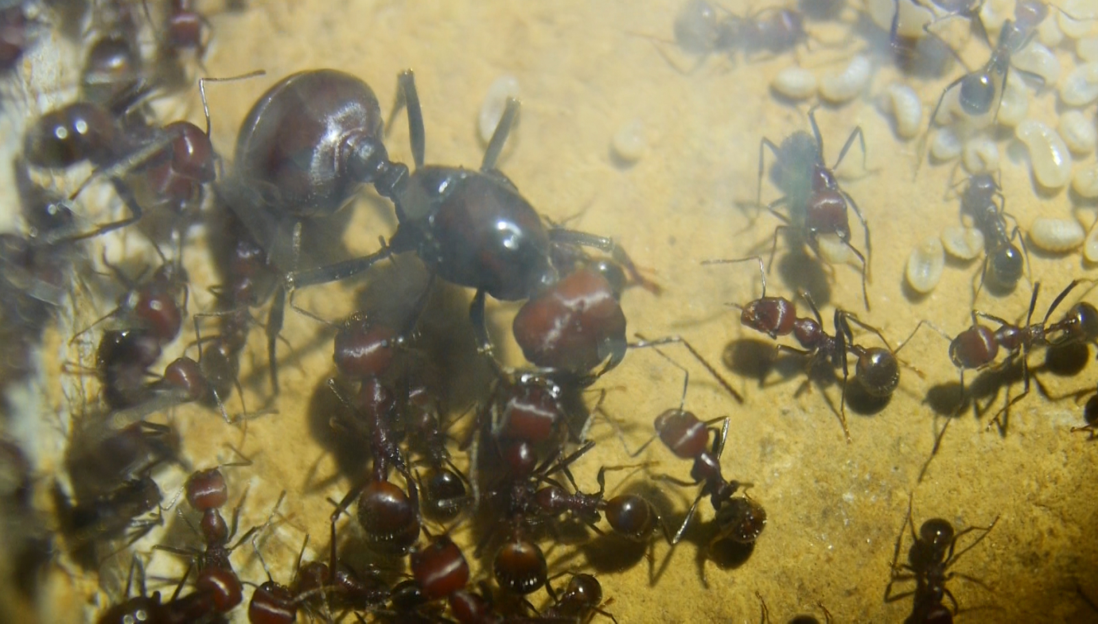 Messor cephalotes Königin _1