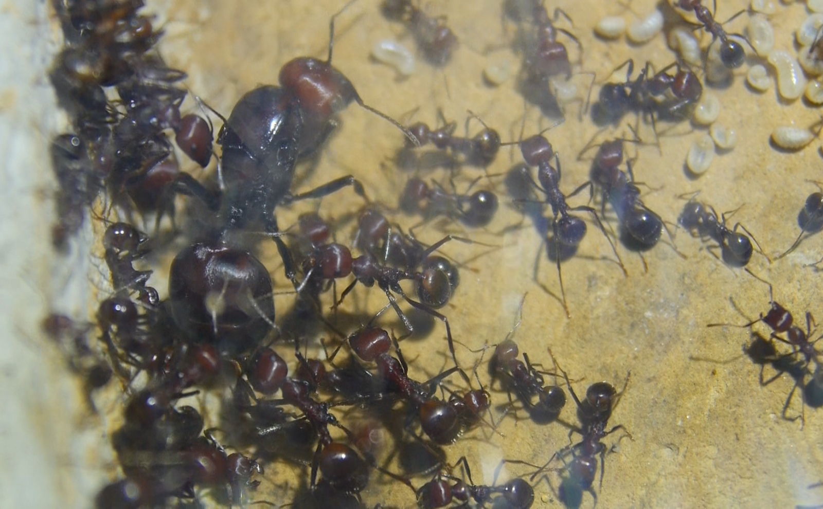Messor cephalotes Königin _2