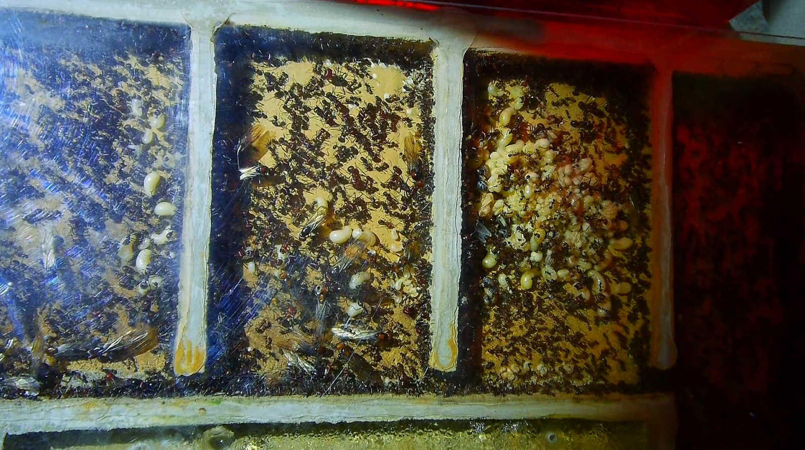 Messor cephalotes linke Nestseite