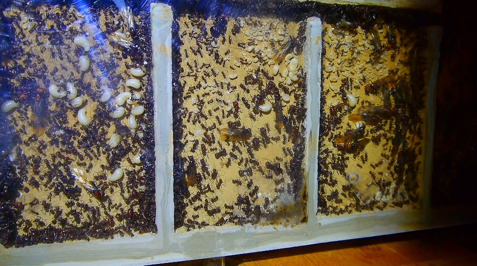 Messor cephalotes rechte Nestseite