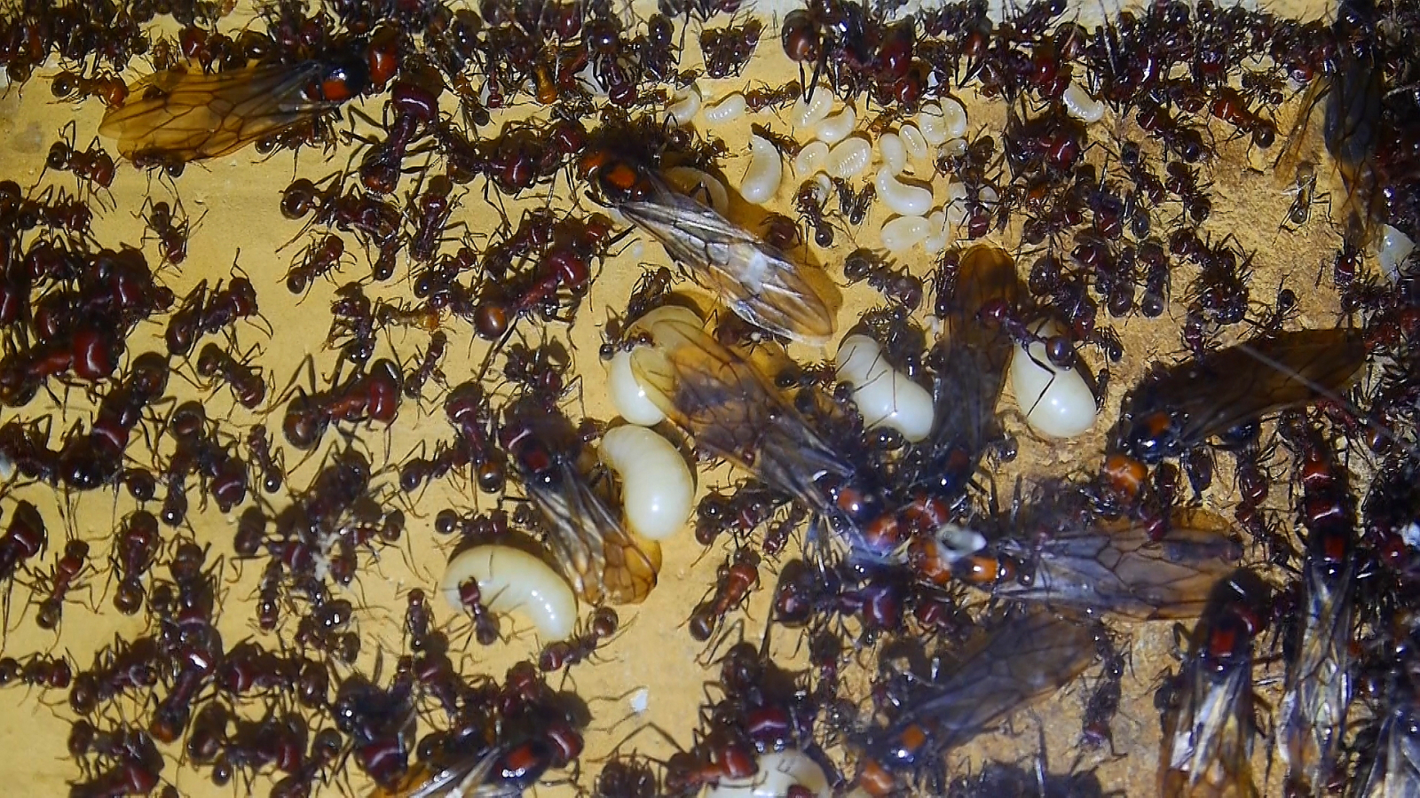Messor cephalotes Nest_3