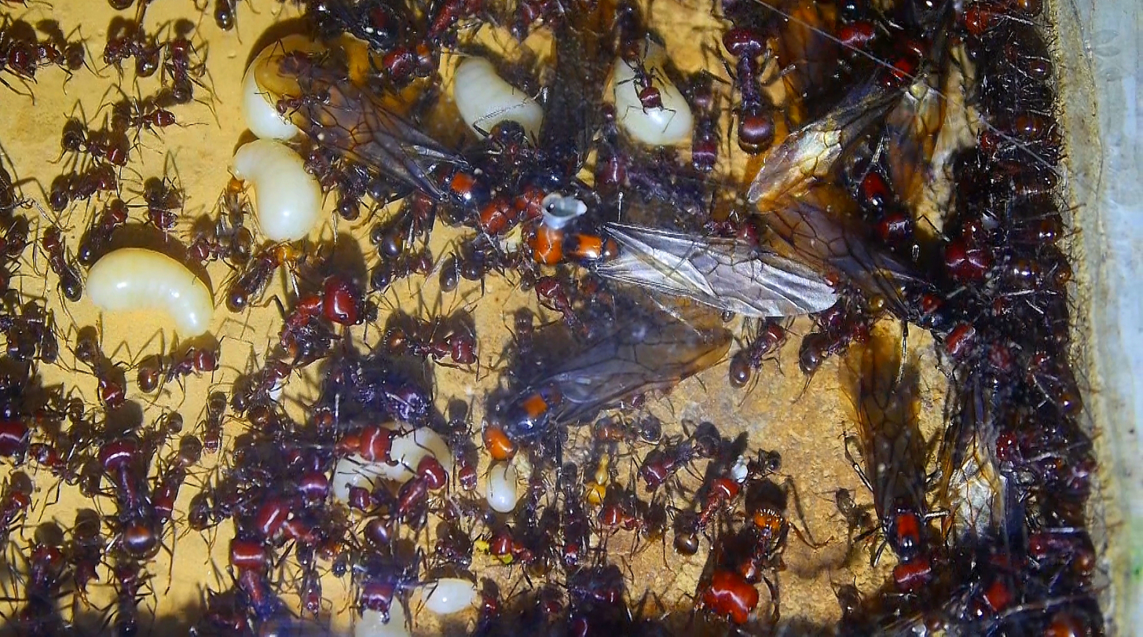 Messor cephalotes Nest_4