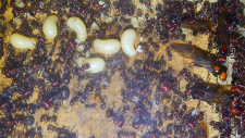 Messor cephalotes Nest_5