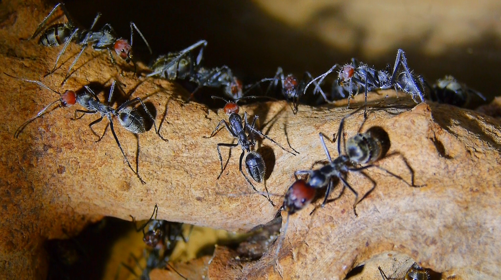 Camponotus singularis _1