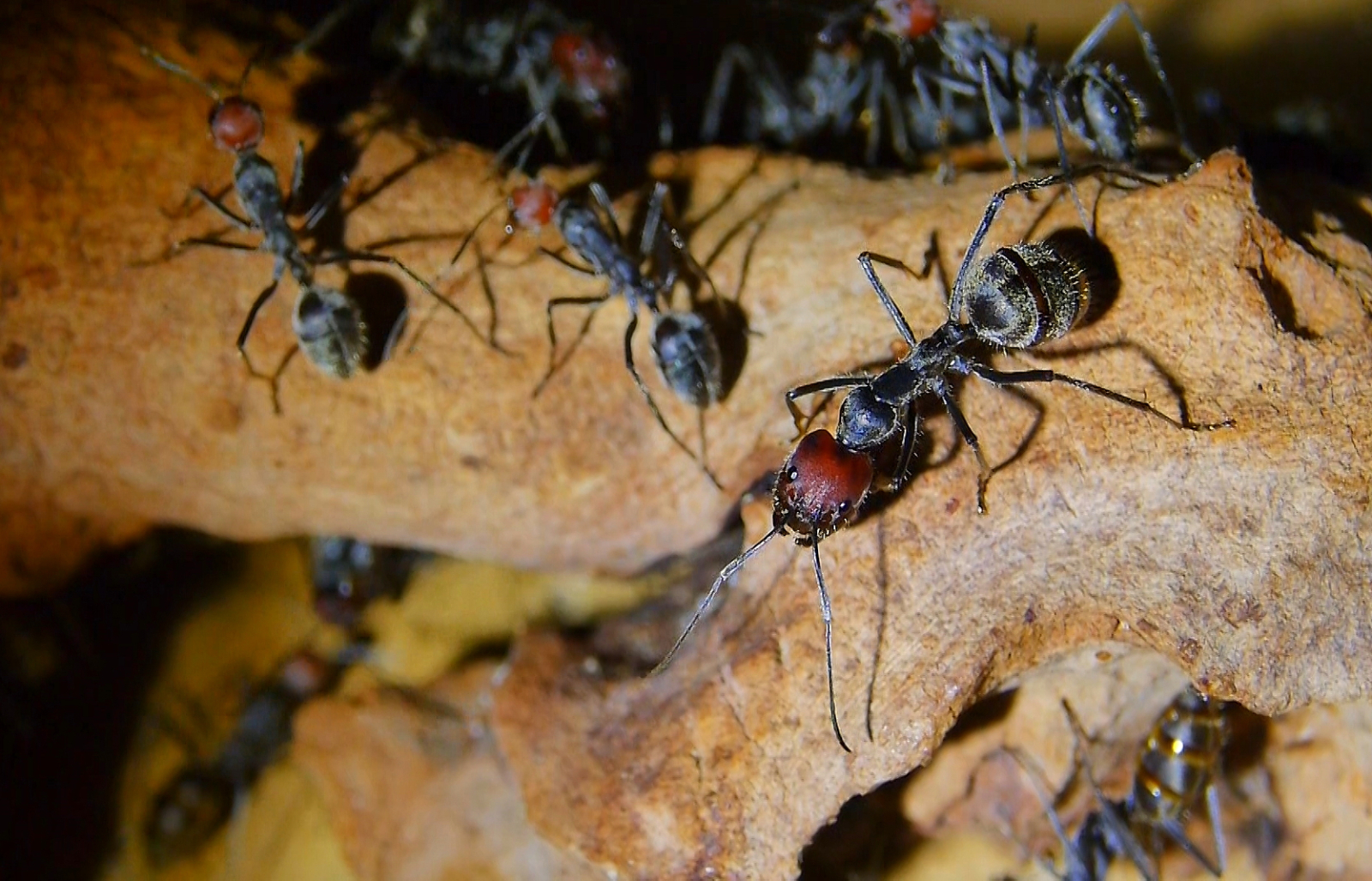 Camponotus singularis _2