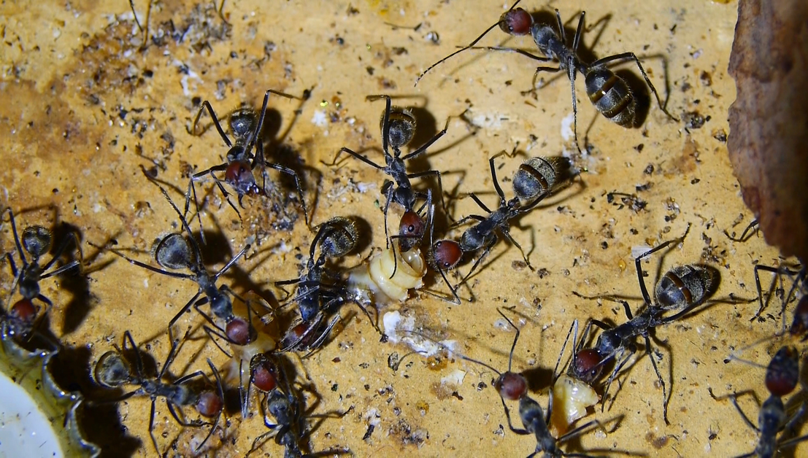 Camponotus singularis _3