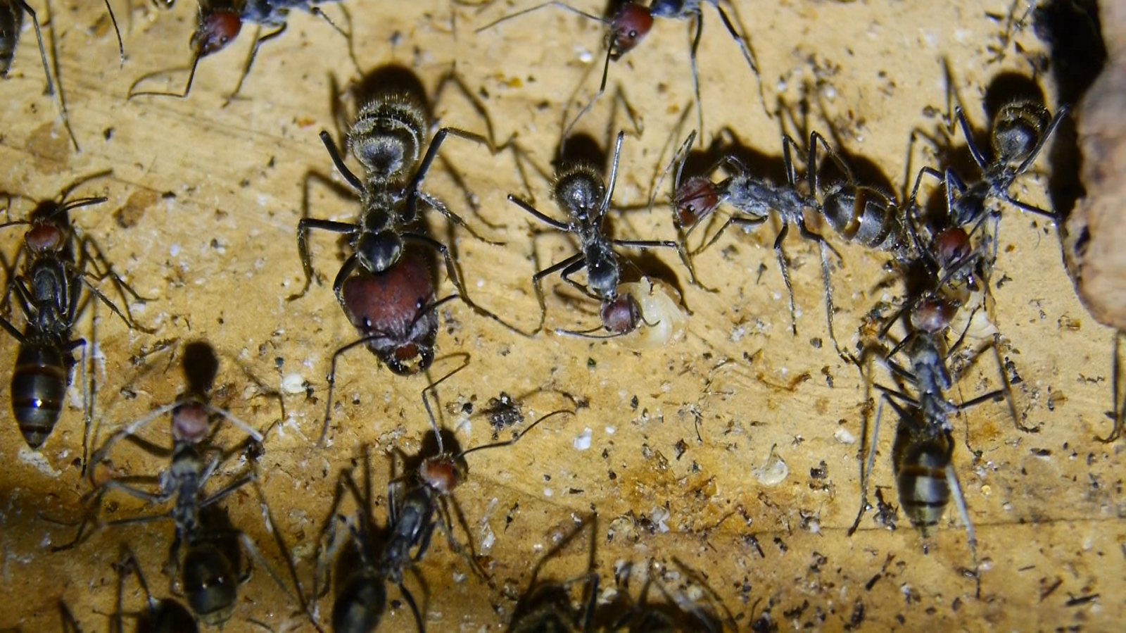 Camponotus singularis _4