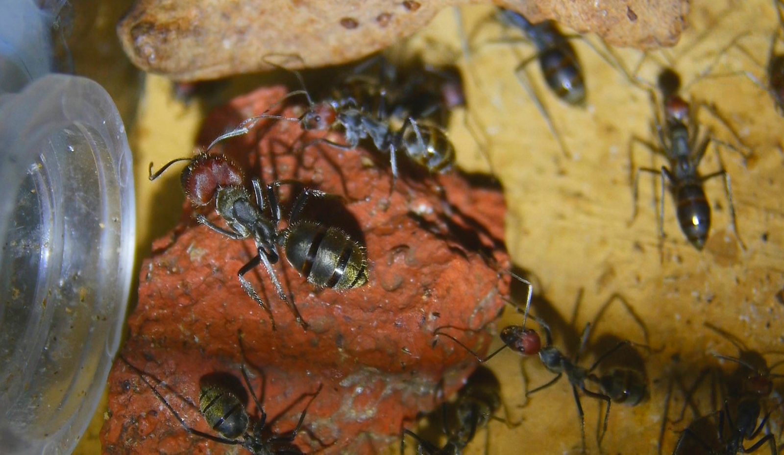 Camponotus singularis _5