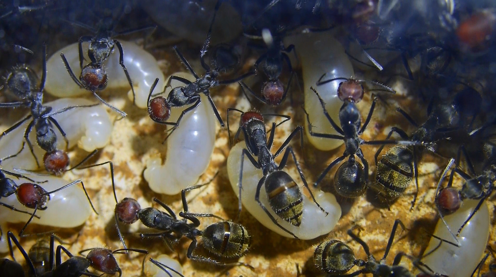 Camponotus singularis Königinnenlarven _1