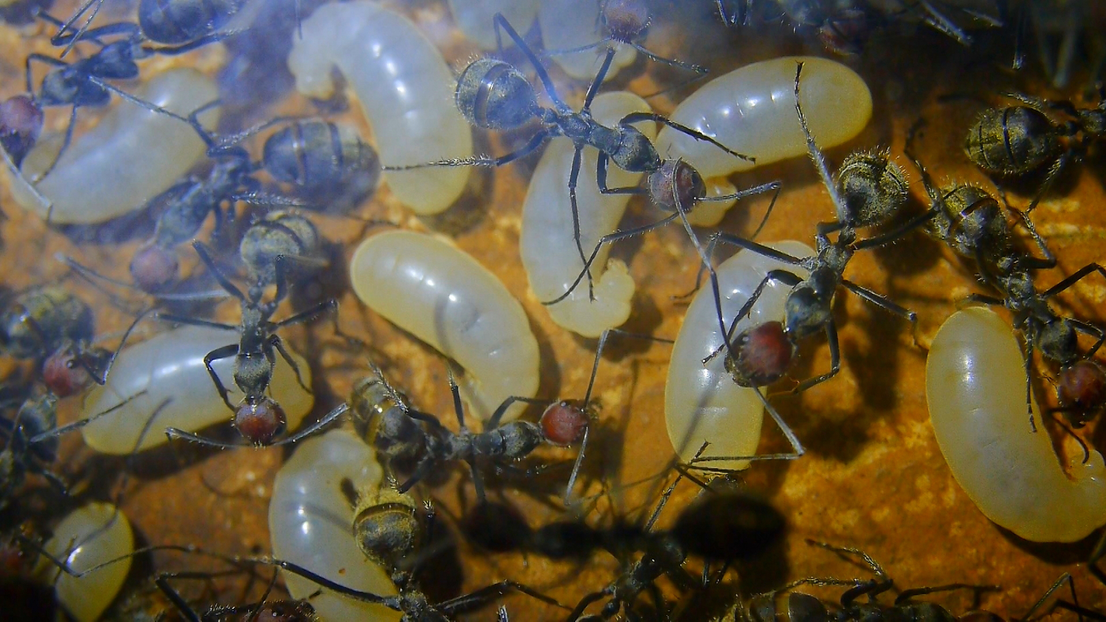 Camponotus singularis Königinnenlarven _2