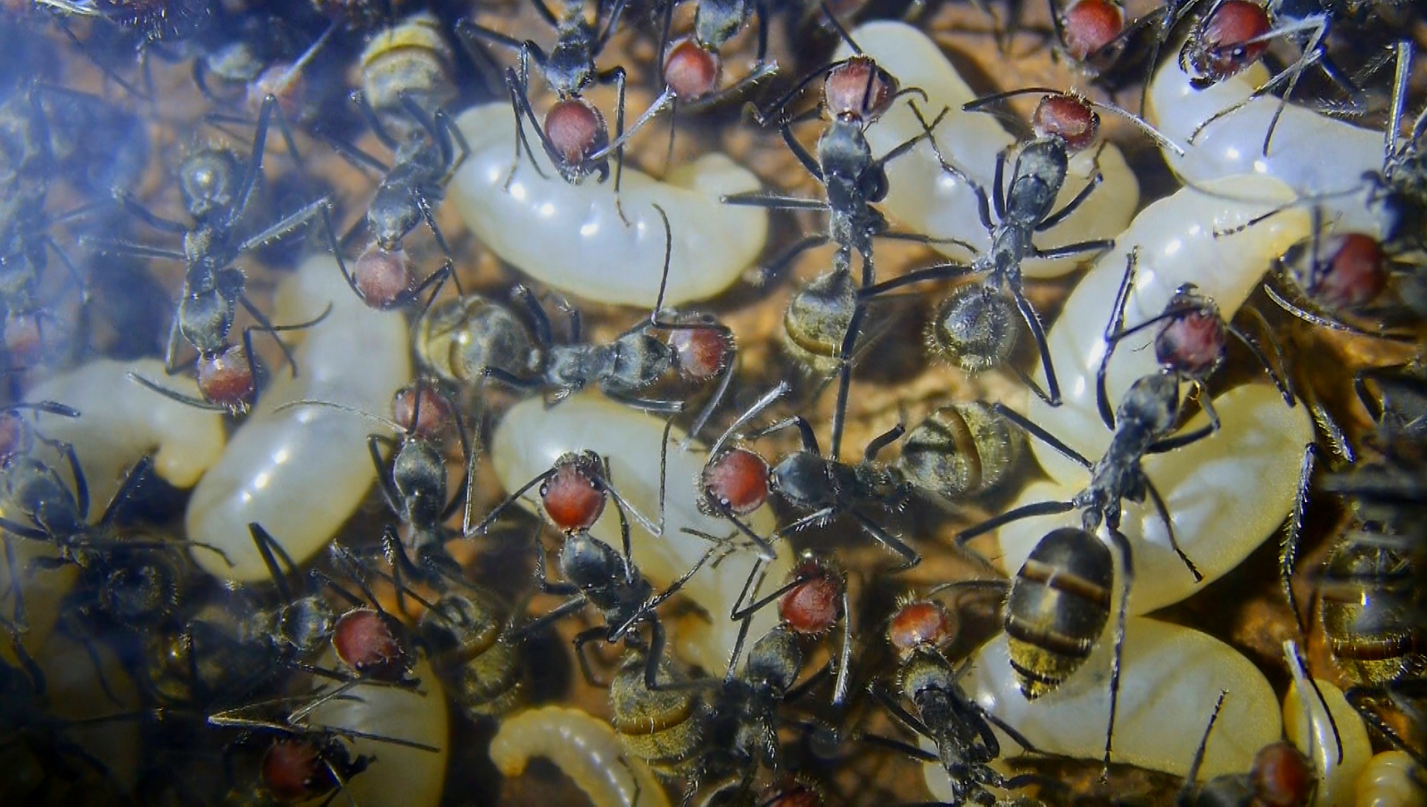 Camponotus singularis Königinnenlarven _3