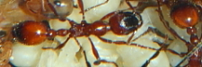 Manica rubida