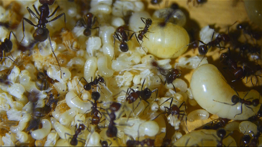 Messor cephalotes Nest