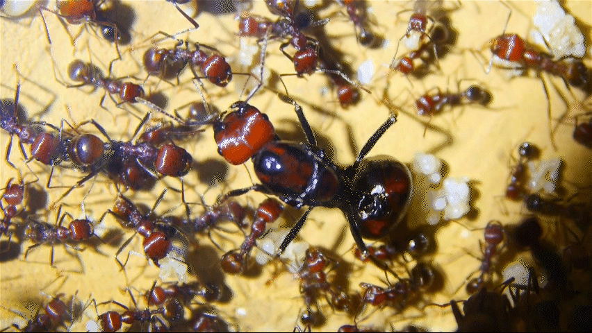 Messor cephalotes Königin