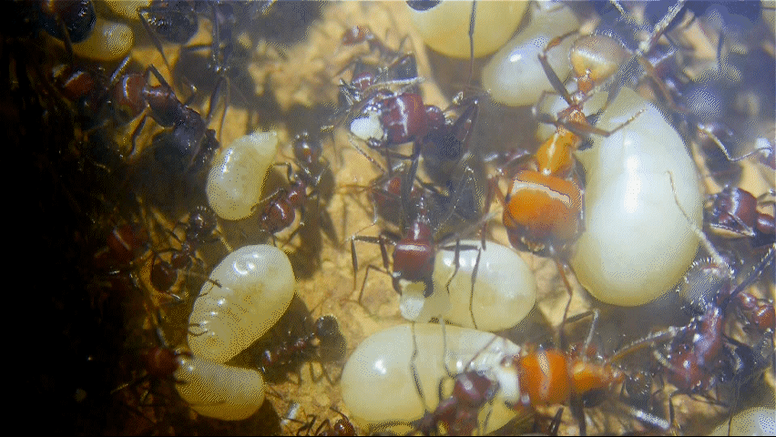 Messor cephalotes Larven