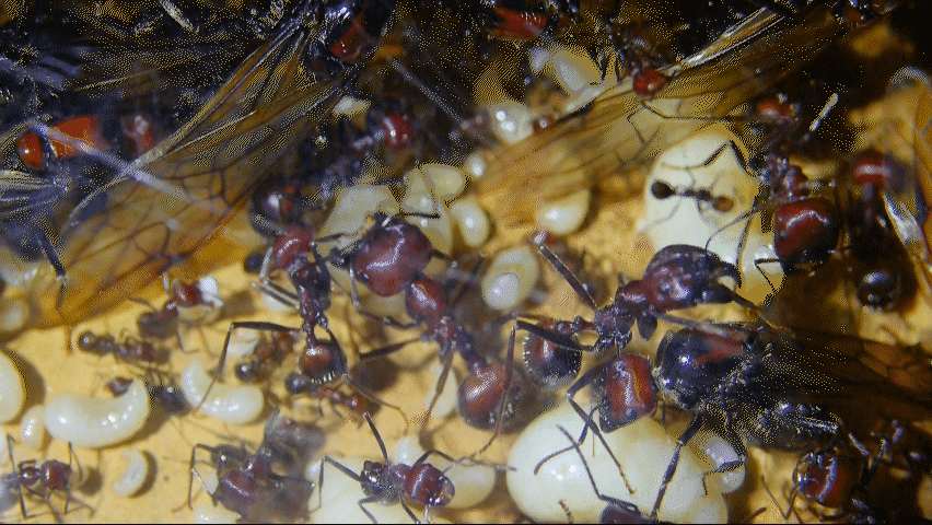 Messor cephalotes Brut