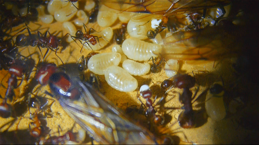 Messor cephalotes Königinnenlarven