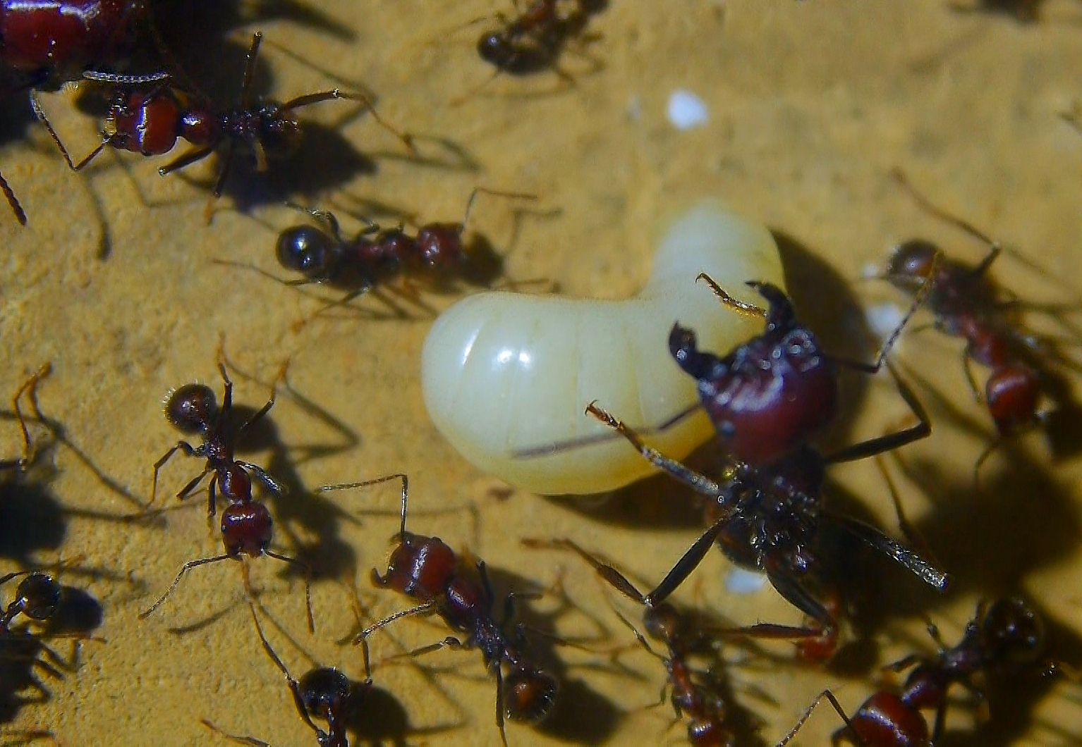 Messor cephalotes Jungkönigin Larve