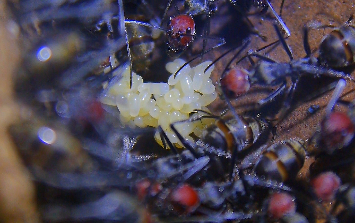 Camponotus singularis Gelege-1