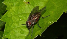 Fliege