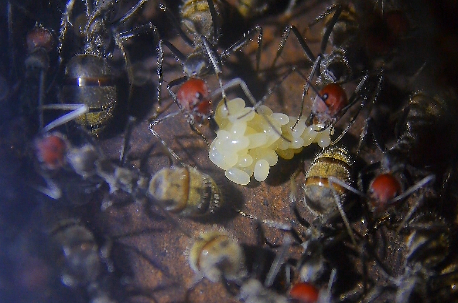 Camponotus singularis Gelege-2