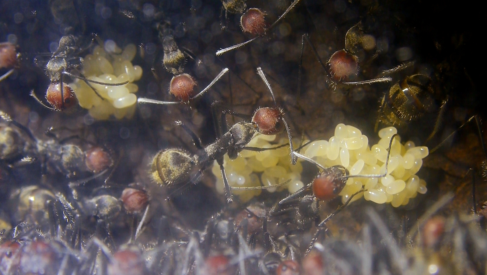 Camponotus singularis Gelege-3