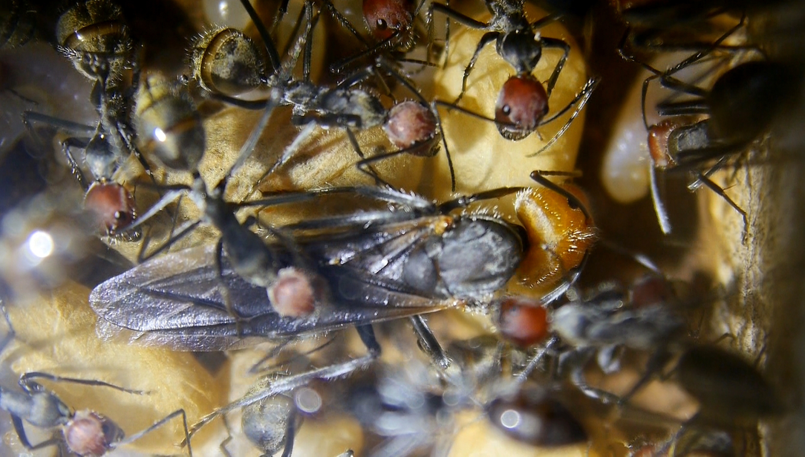Camponotus singularis Königin -1