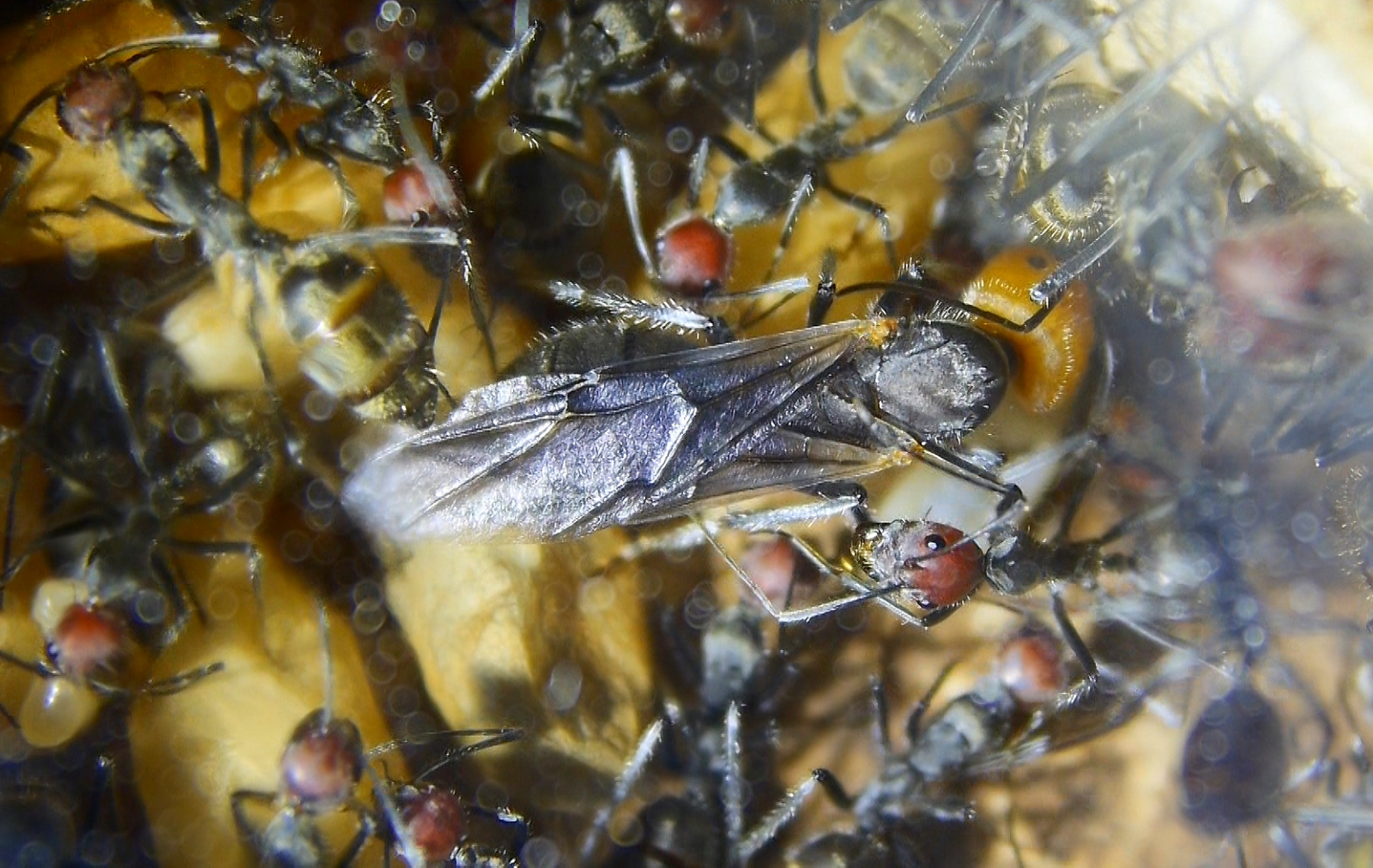 Camponotus singularis Königin -2