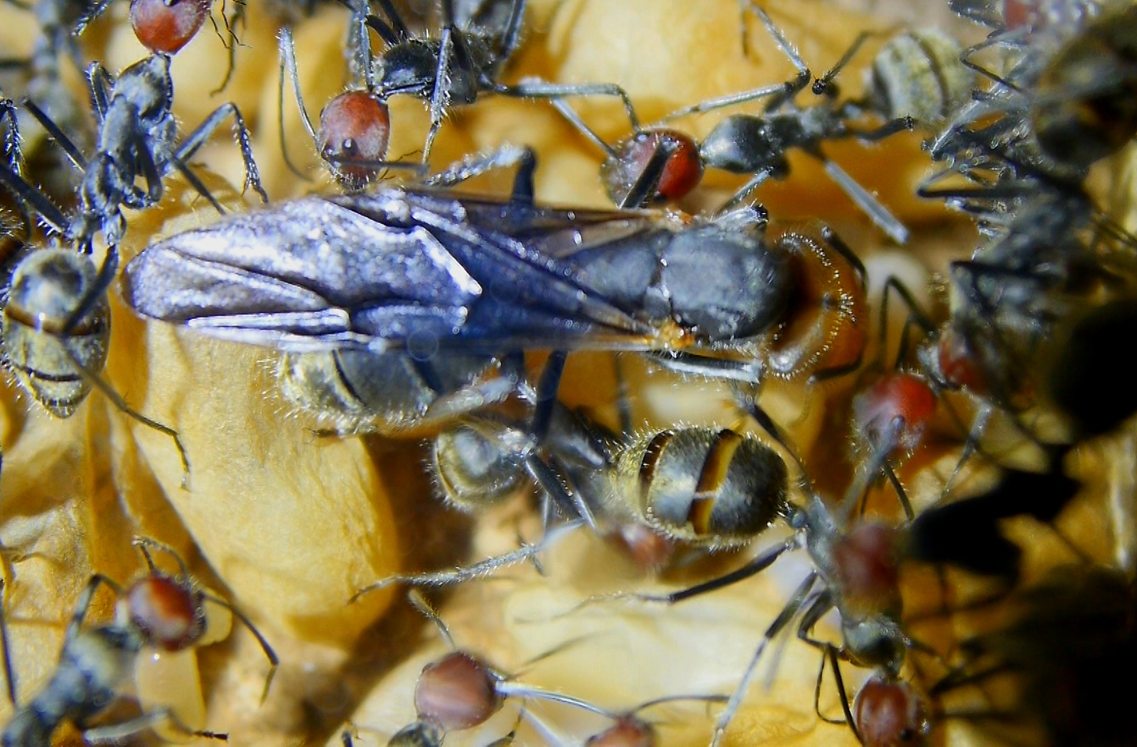 Camponotus singularis Königin -3