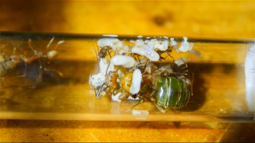 Oecophylla smaragdina Gründung