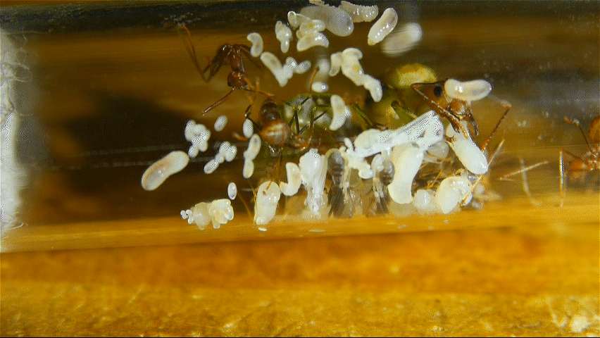 Oecophylla smaragdina Gründung3