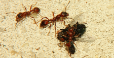 Manica rubida mit Fliege