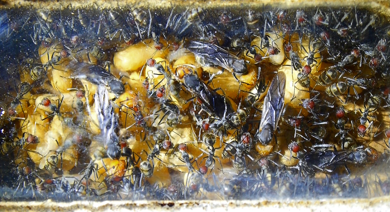 Camponotus singularis Königinbrut -1