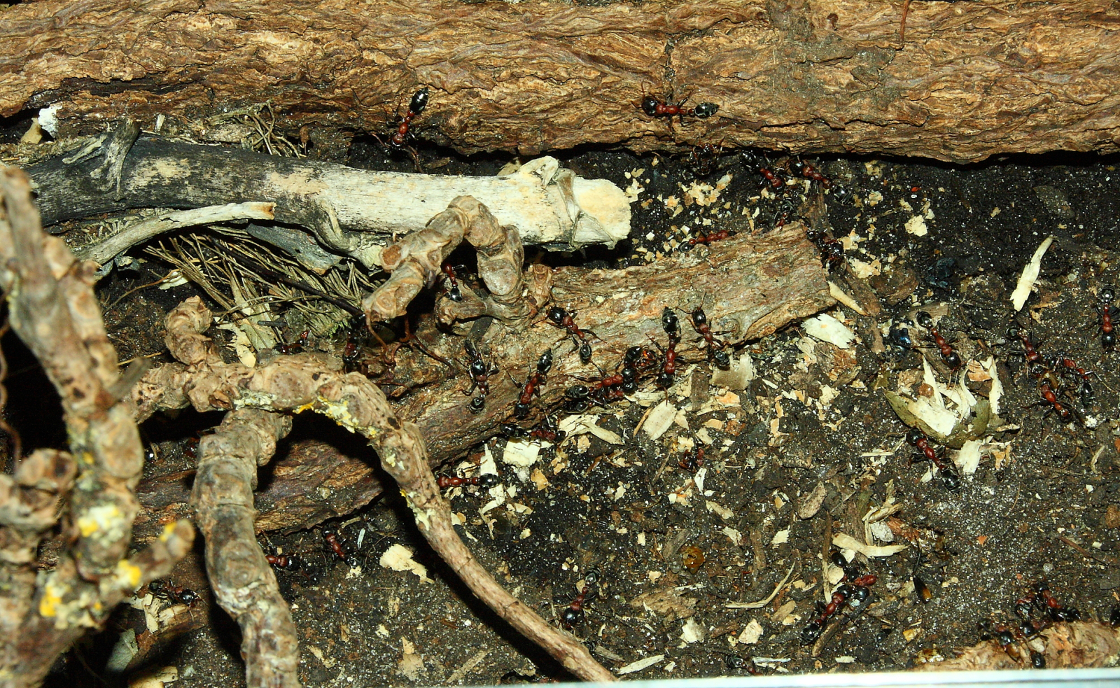 Tetraponera rufonigra  im der Arena -2