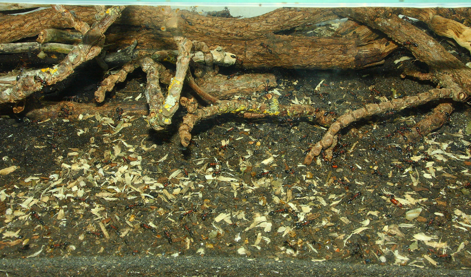 Tetraponera rufonigra  im der Arena -3