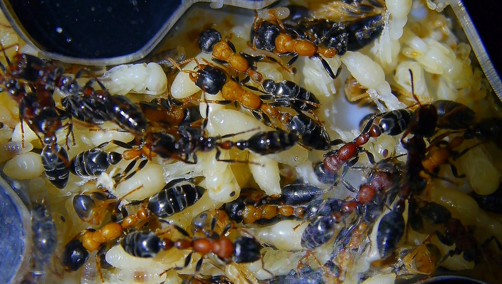 Tetraponera rufonigra geschlüpfte Arbeiterinnen