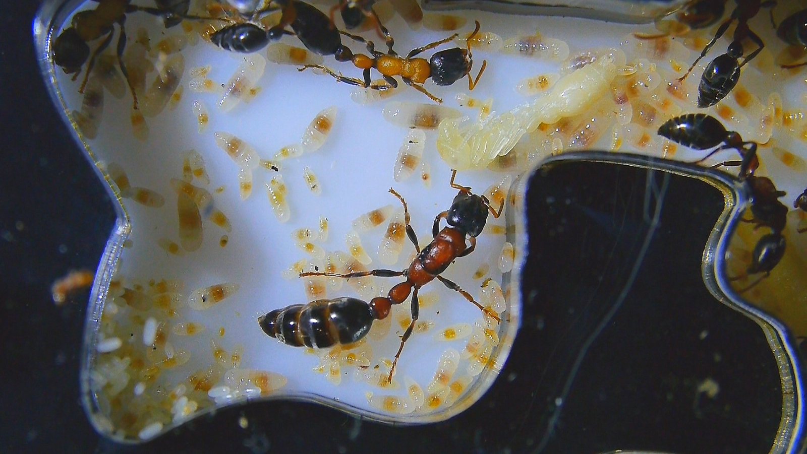 Tetraponera rufonigra Königin mit kleinsten Larvent