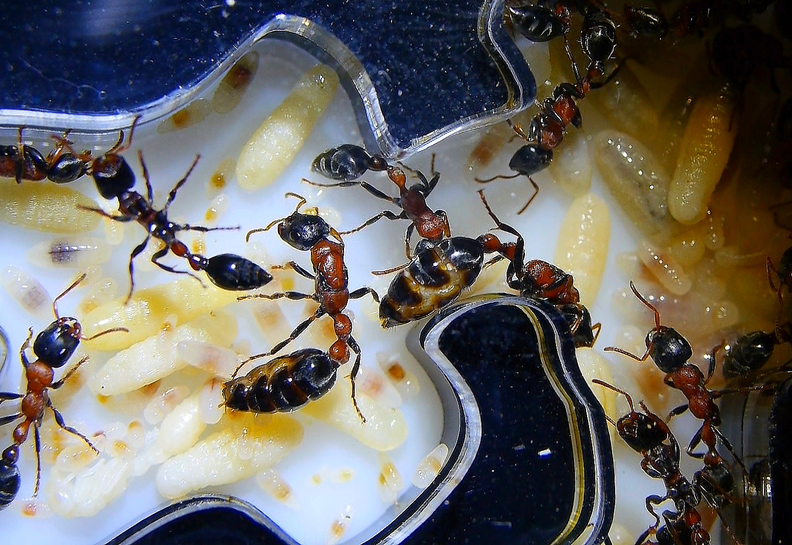 Tetraponera rufonigra mehrere Königinnen