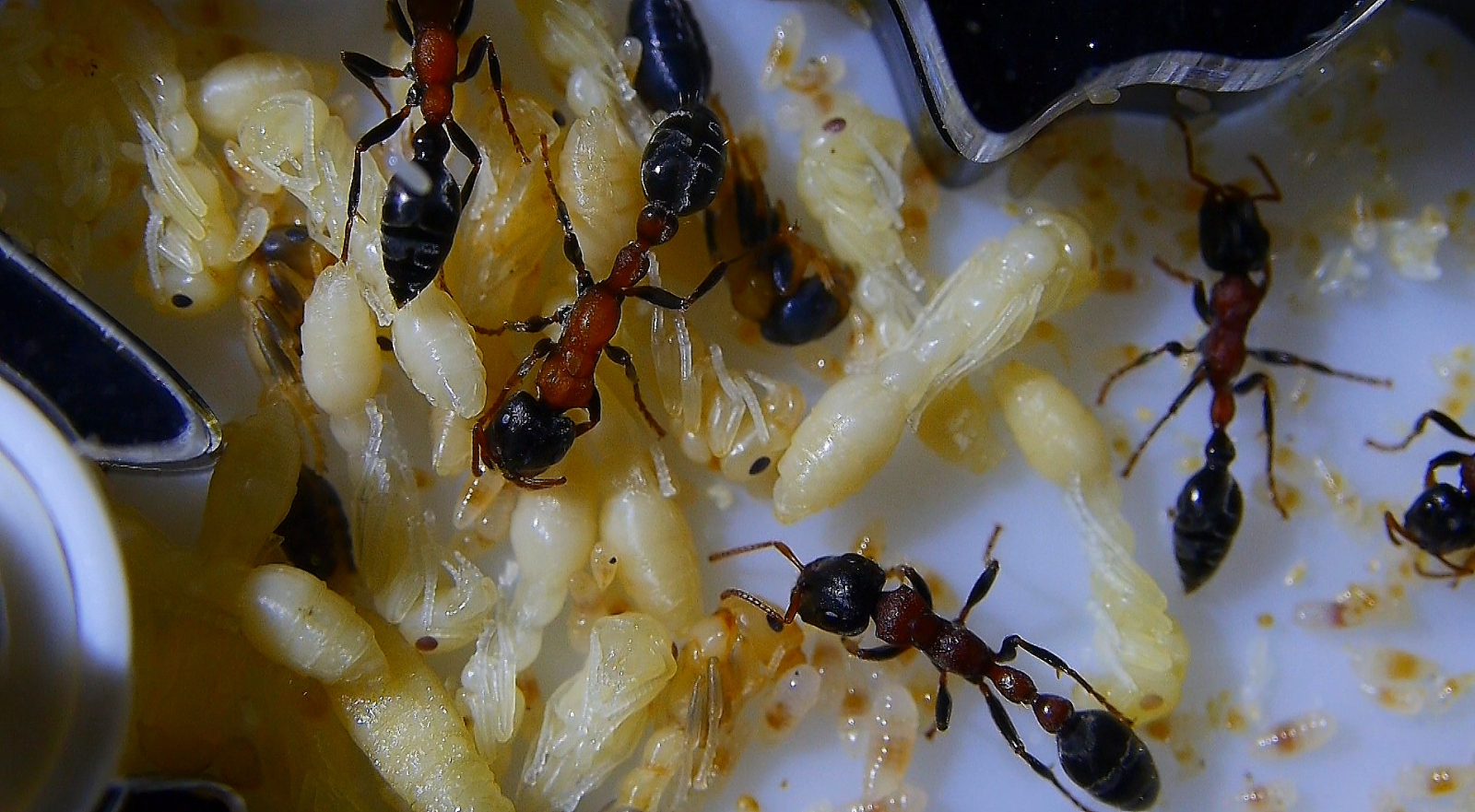 Tetraponera rufonigra Puppern.2