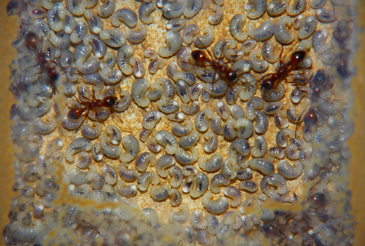 Manica rubida Larven _1