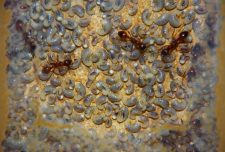 Manica rubida Larven _1